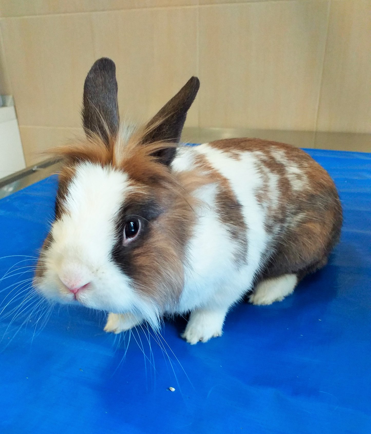 Грижи за декоративния заек