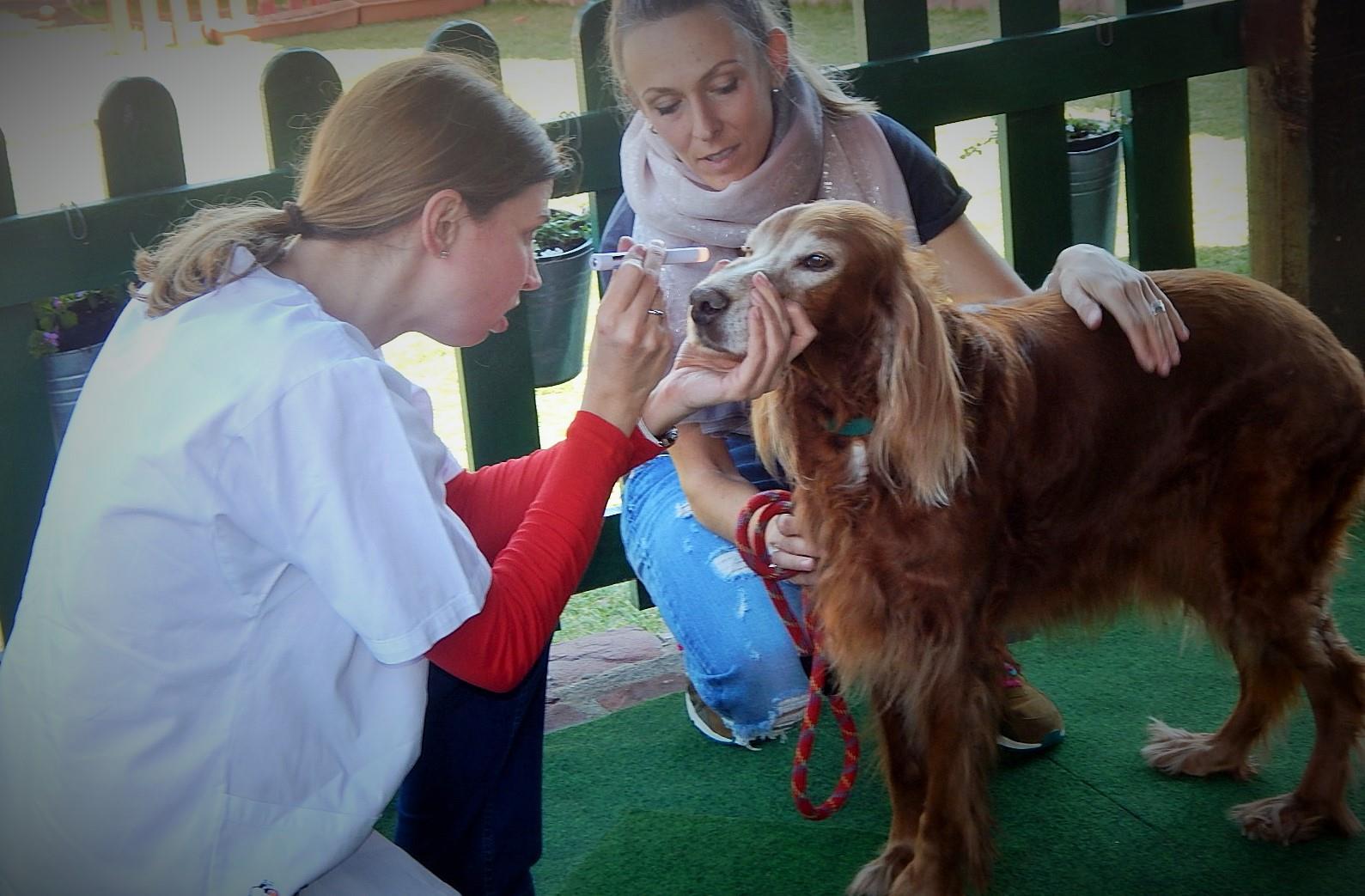 Ползите от чипирането на домашните любимци