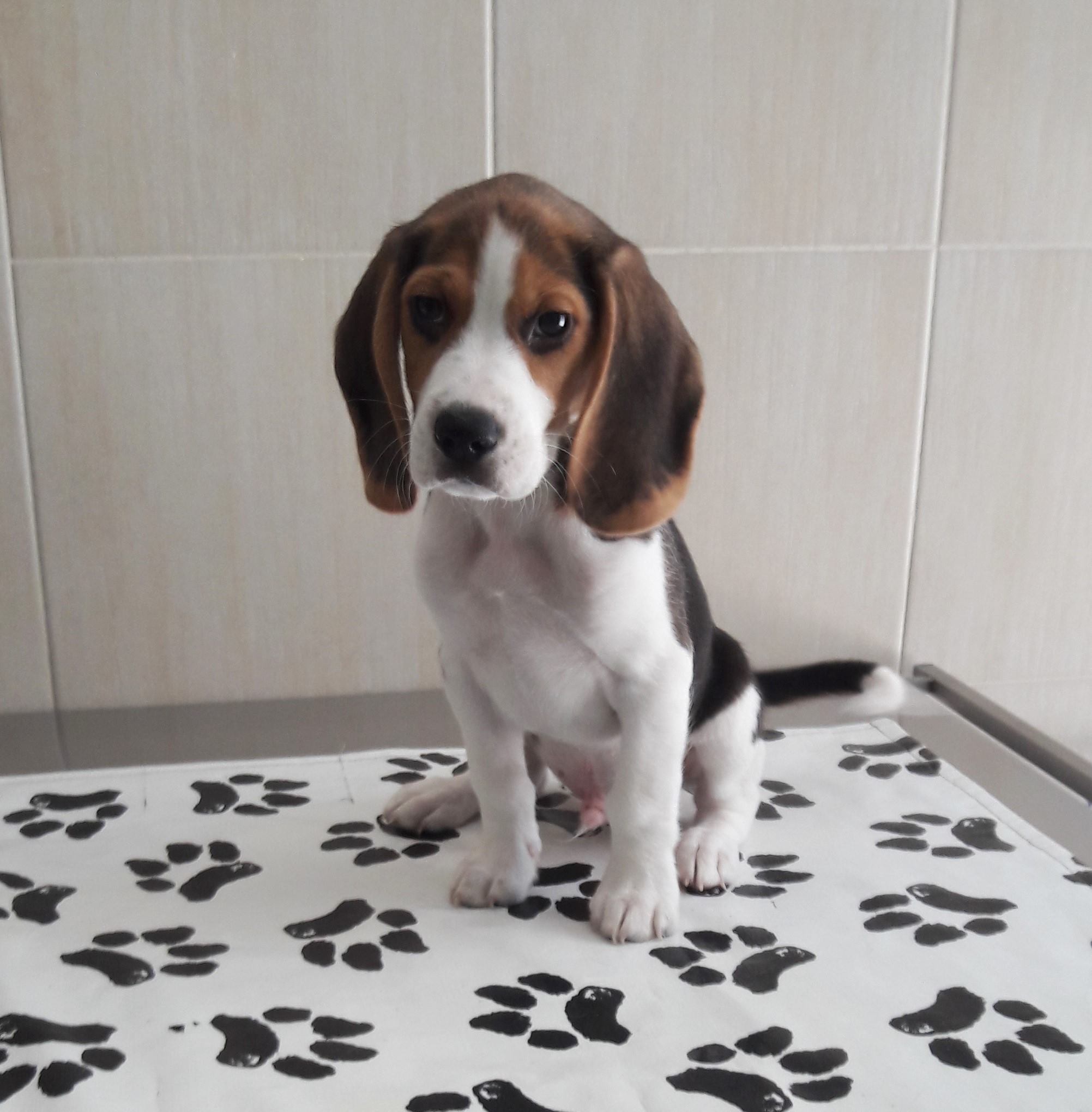 Дирофиларията – един малко познат паразит