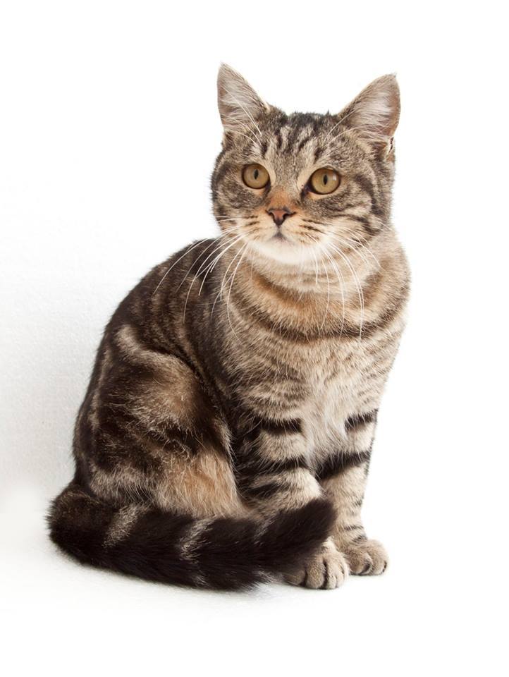 Токсоплазмозата – няколко важни факта