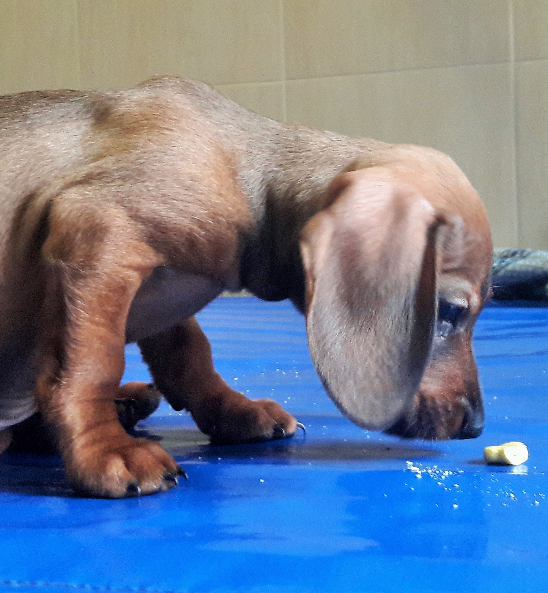 Особености на зъбната хигиена при кучето и котката